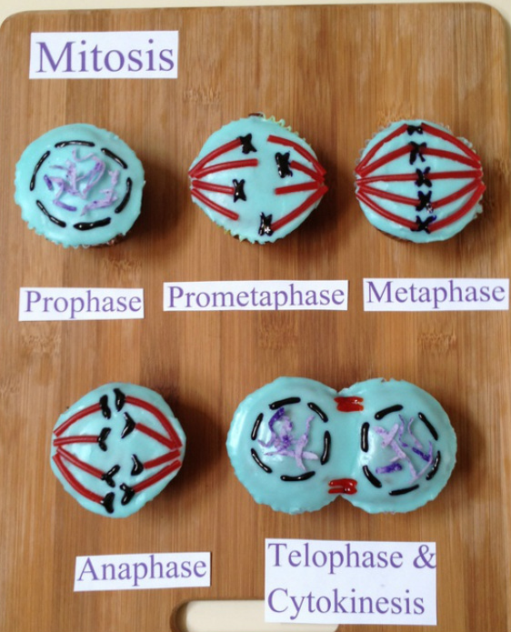 science cupcakes, mitosis cupcakes